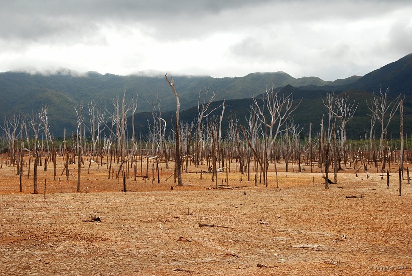 10.85- Arbres morts sur le fond du lac asseche.JPG